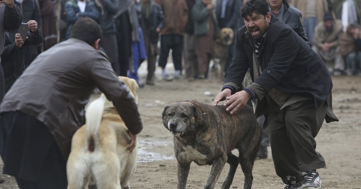 Former NFL player guilty of dogfighting crimes