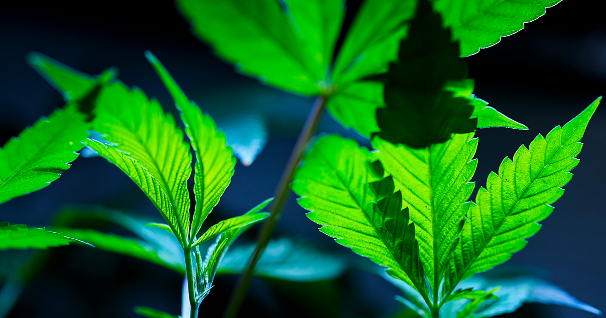 Justice Department Proposes Reclassification Of Marijuana World