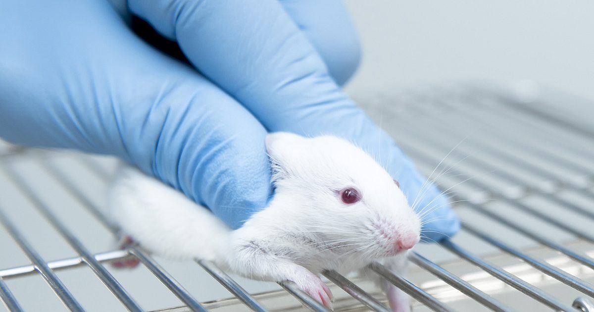 Scientists implant human brain cells in mice | WORLD