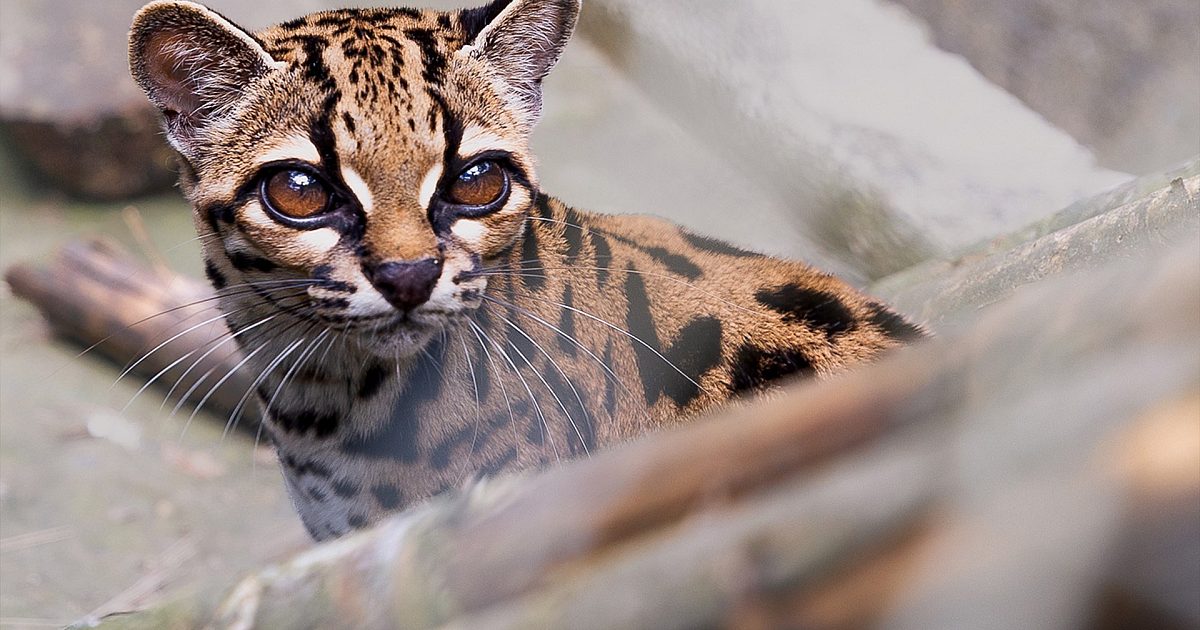 New wild cat identified for first time in over a century