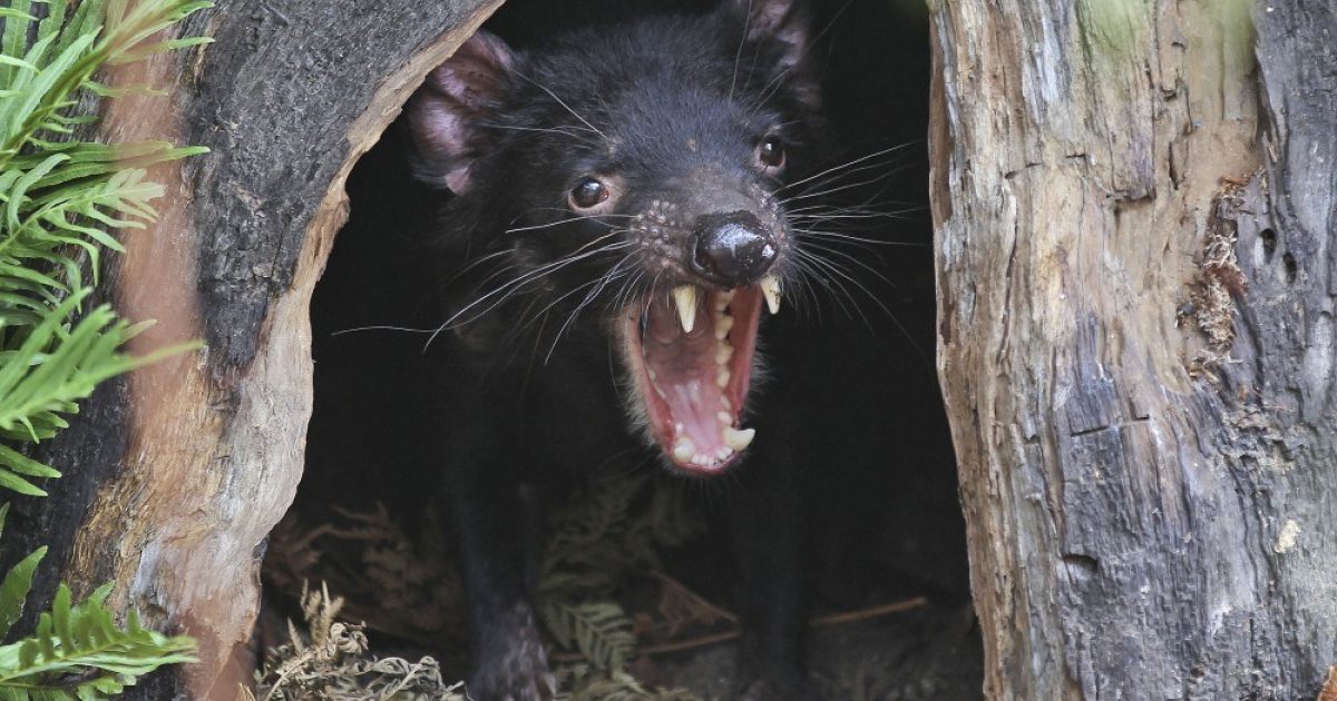 Scientists find evidence of new contagious cancer in animals | WORLD