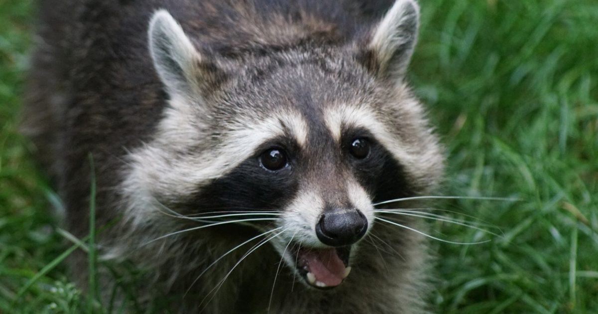 Kicker - Reporters vs. Raccoons | WORLD