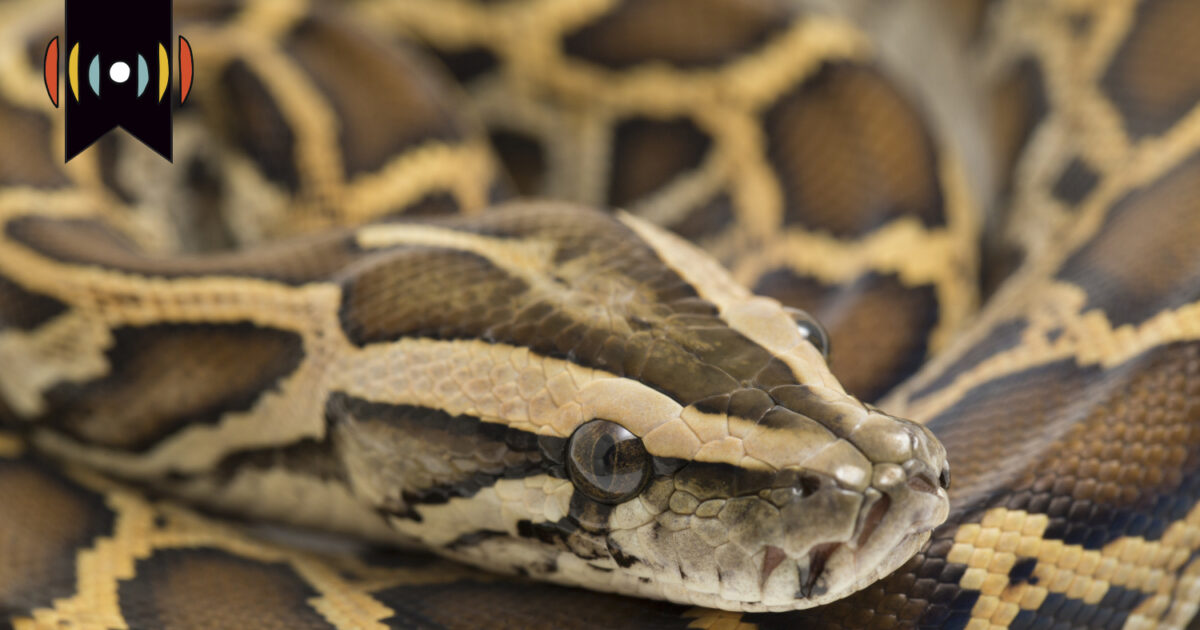Gallery Detail: Kicker Making Money Collecting Snakes