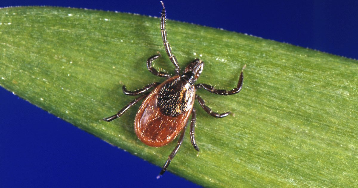 CDC report shows unusual spike in tick bites | WORLD