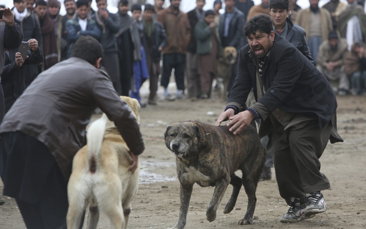 Former NFL player guilty of dogfighting crimes