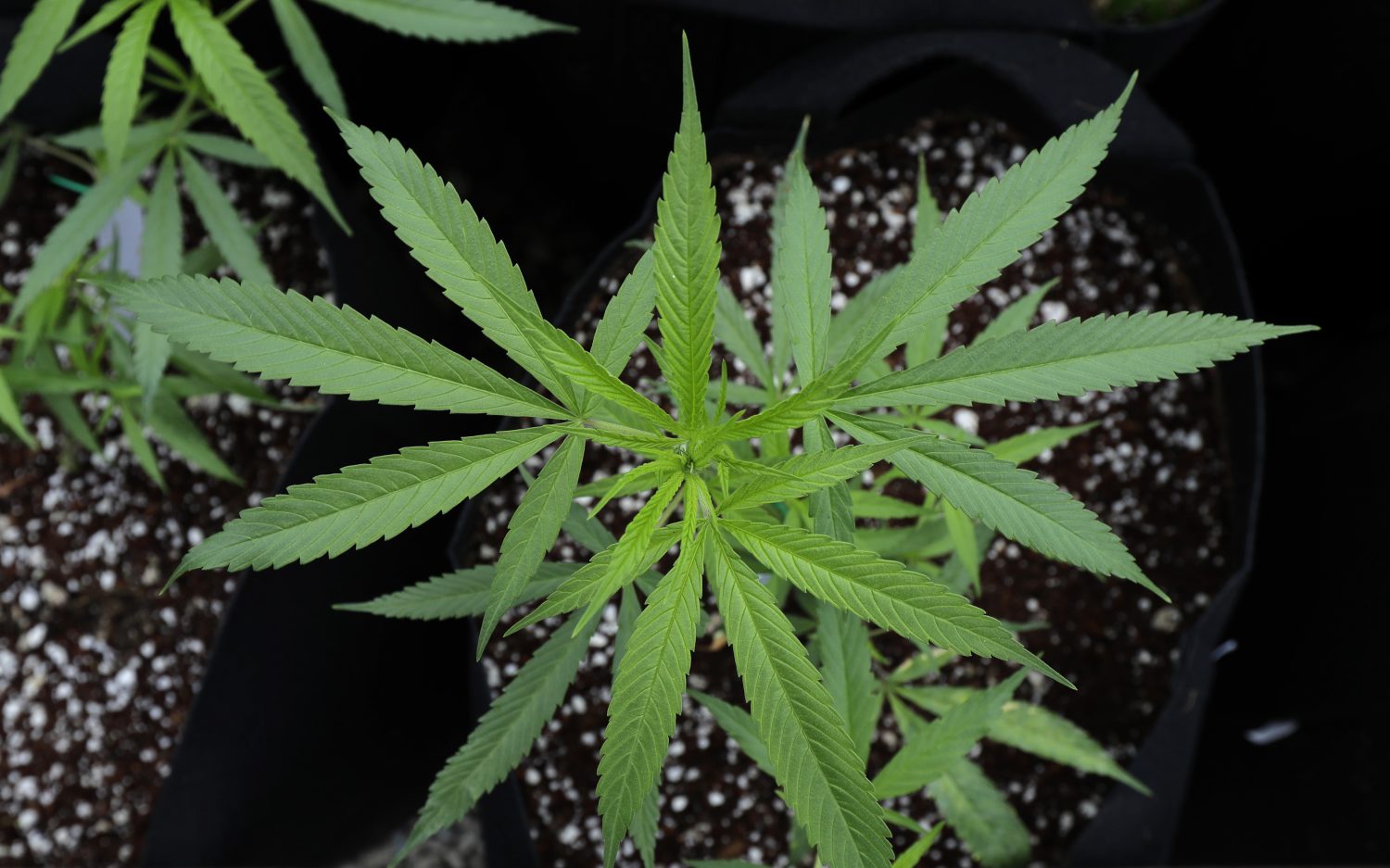 Trump administration considers loosening up on marijuana