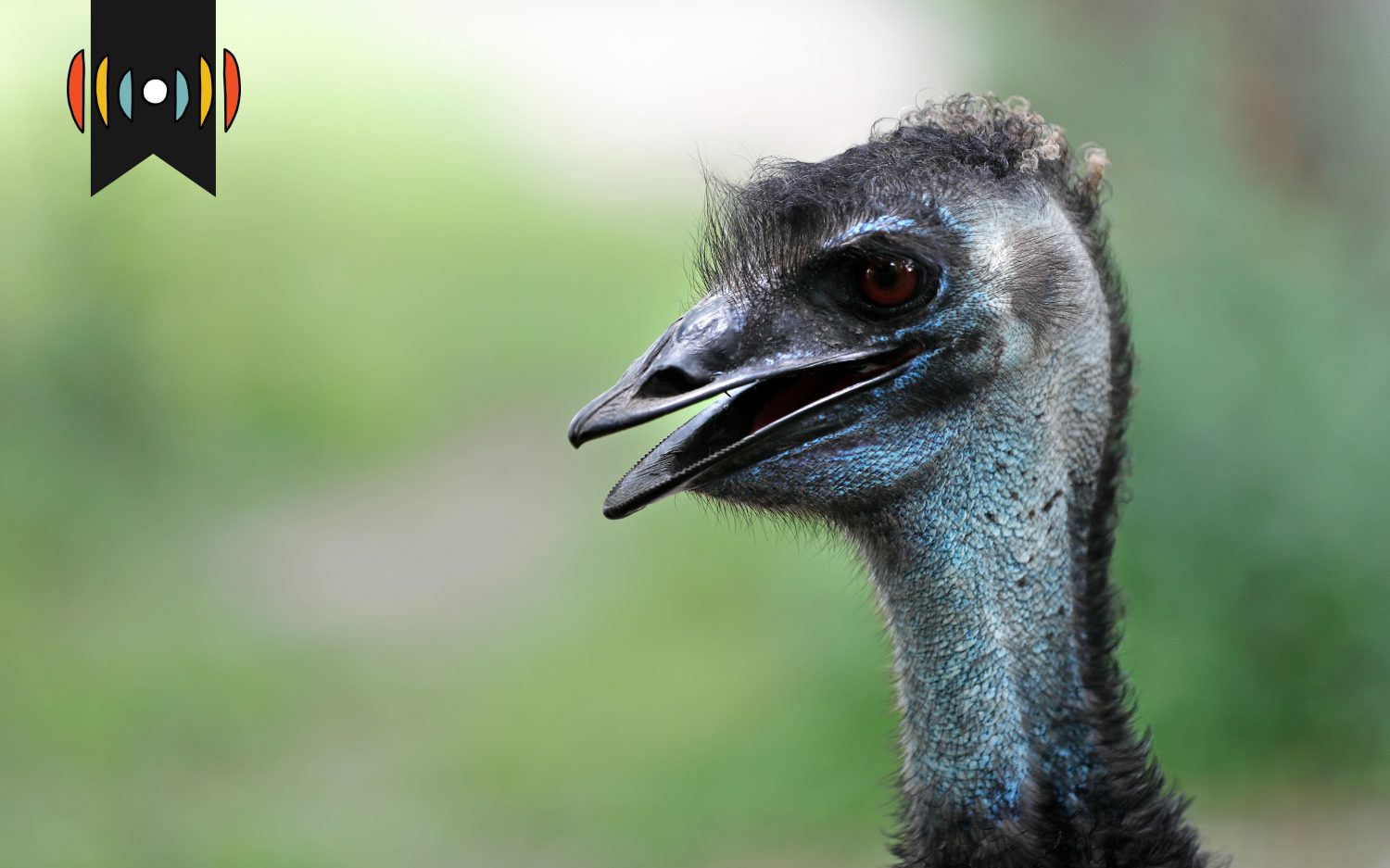 Free-range fugitive