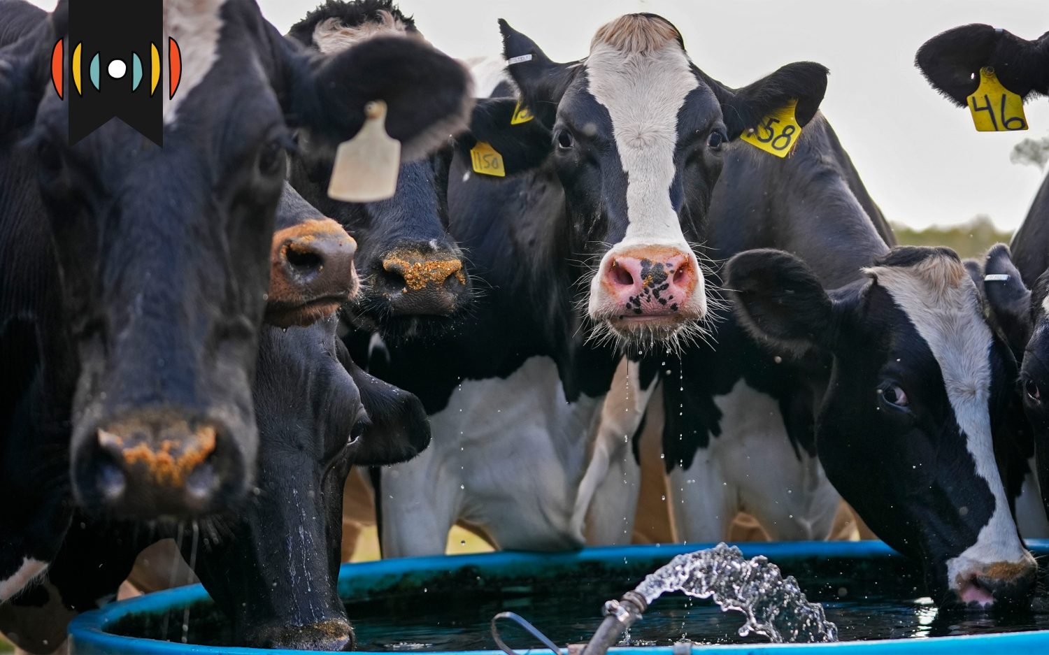 Bird flu hits California dairy farms