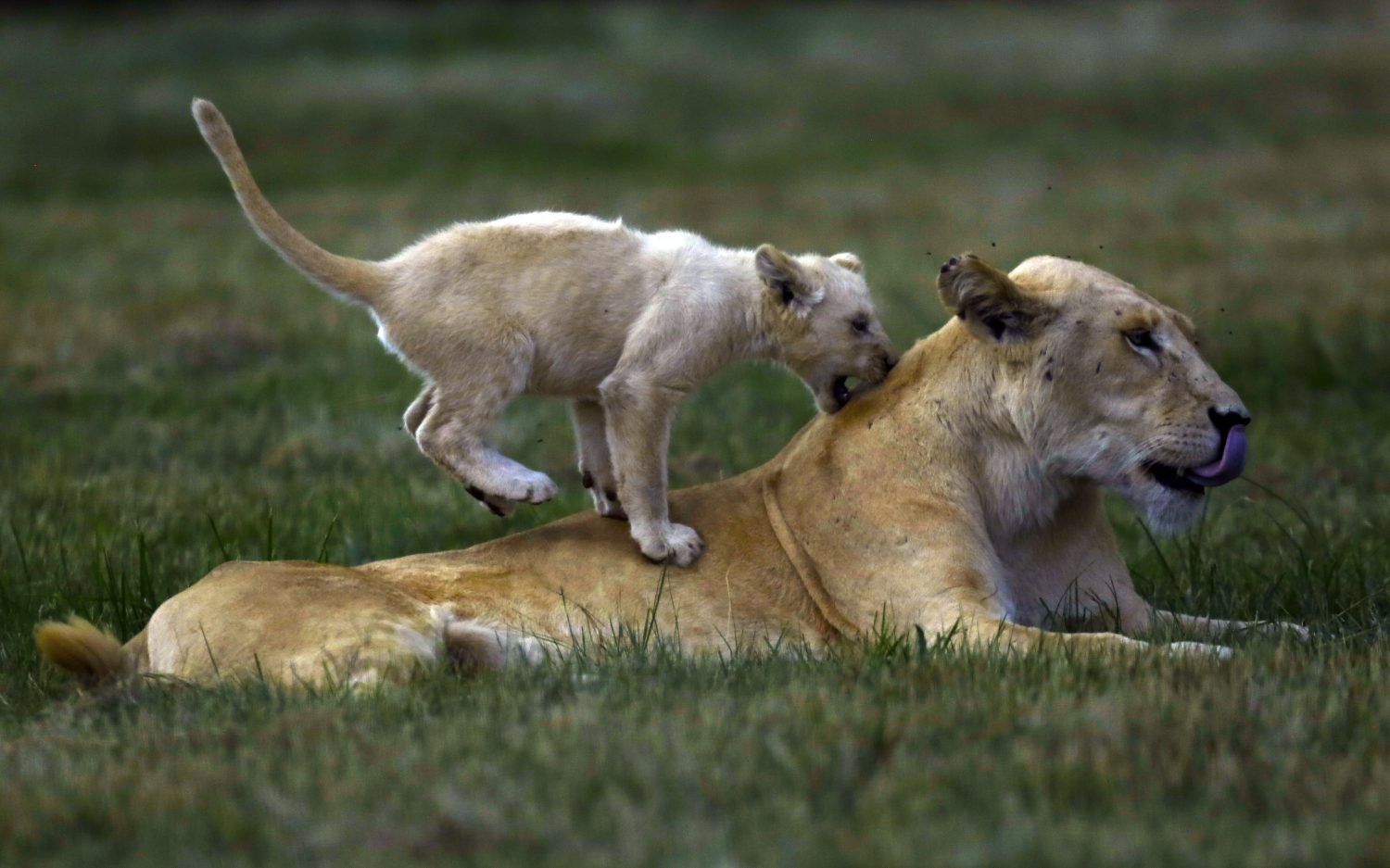 Indiana sheriff deputies search for lions reported loose