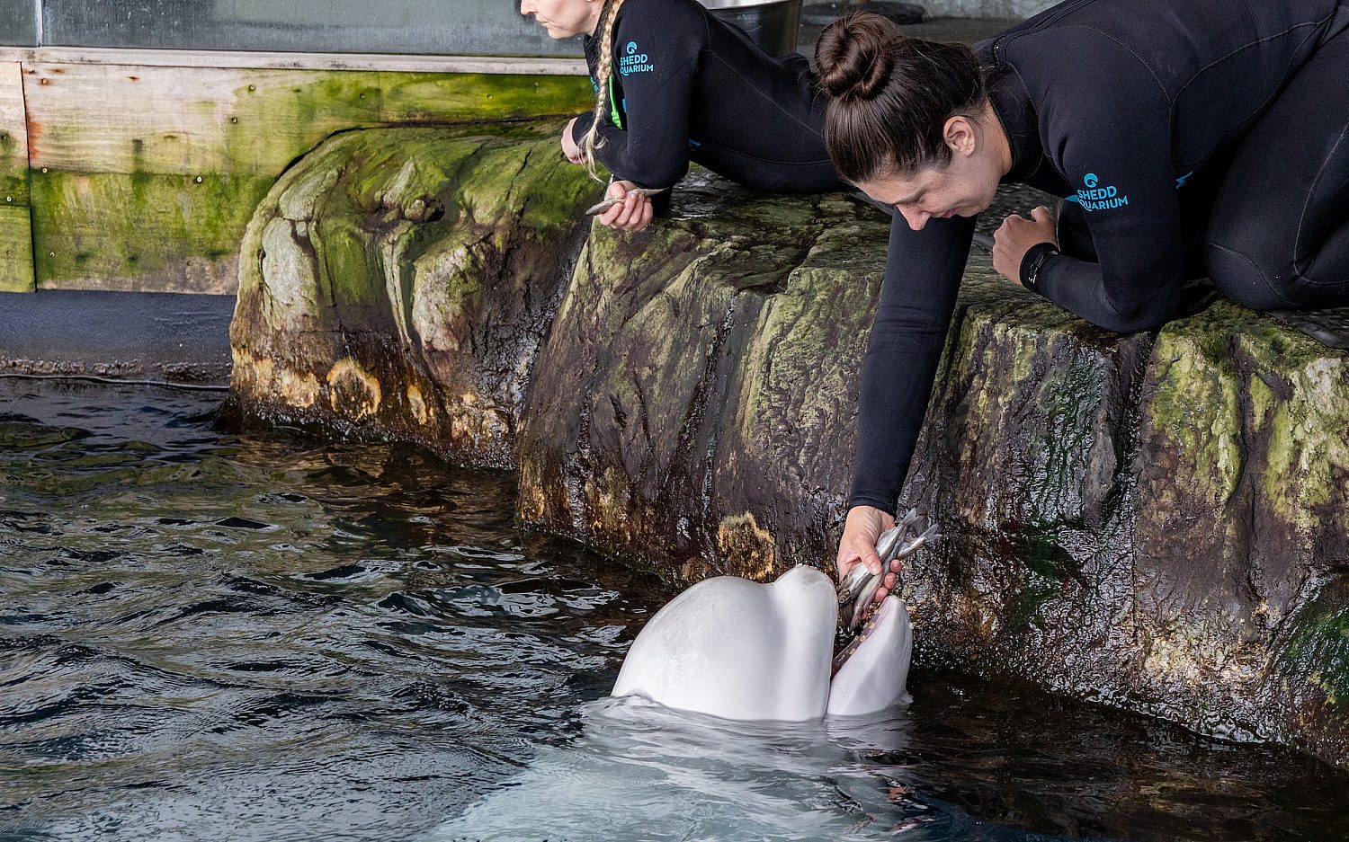Beluga whale dies in Chicago shortly after transit from Canada