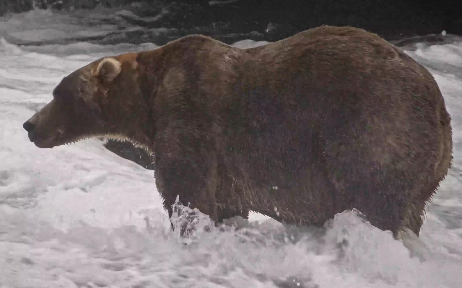 Brown bear “89 Backpack” crowned Fat Bear Week winner