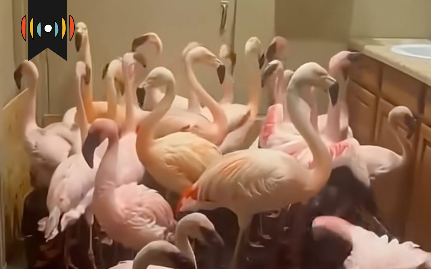 Thirty birds, one bathroom