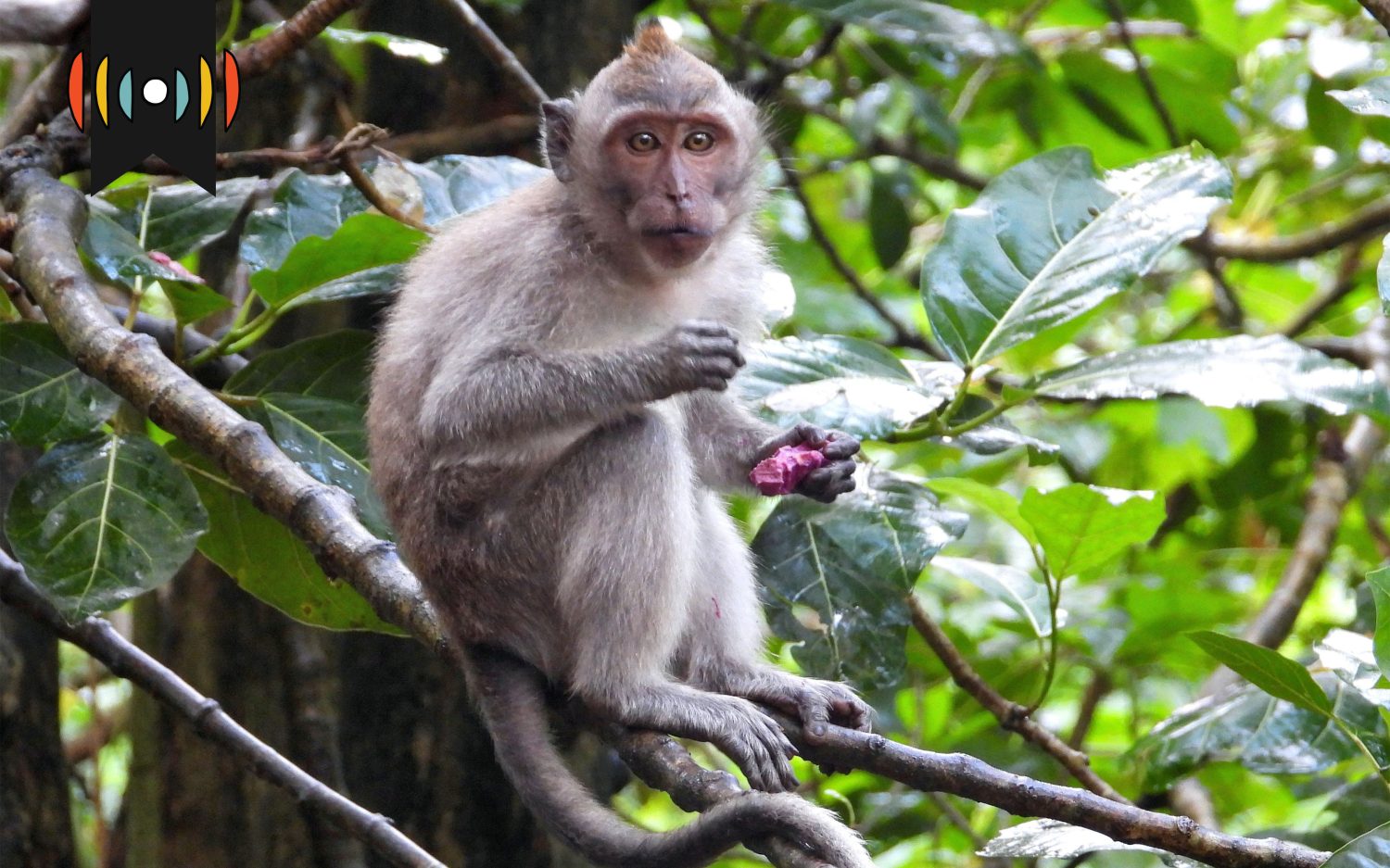 Kicker: Monkeys on the lam