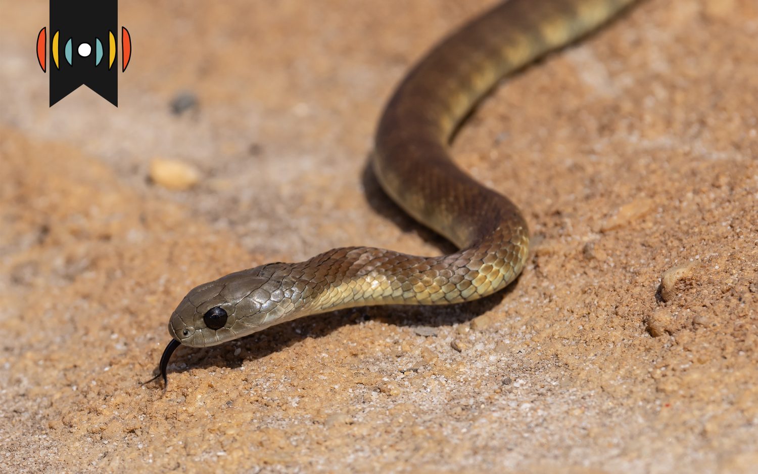 Kicker: An unexpected passenger