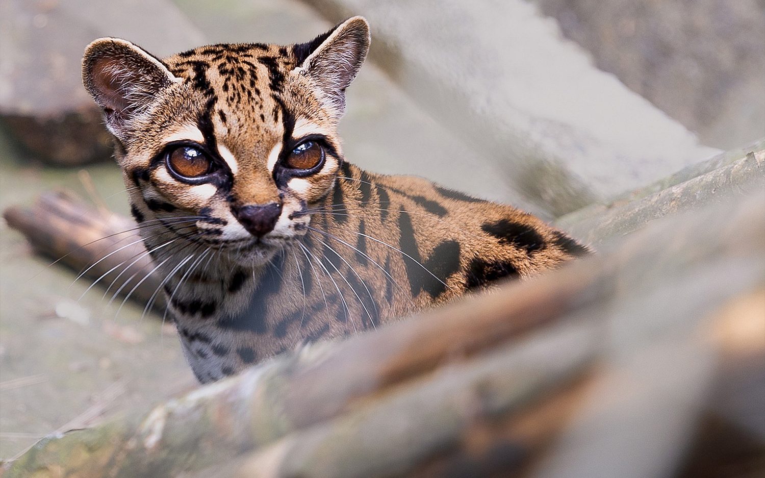 New wild cat identified for first time in over a century