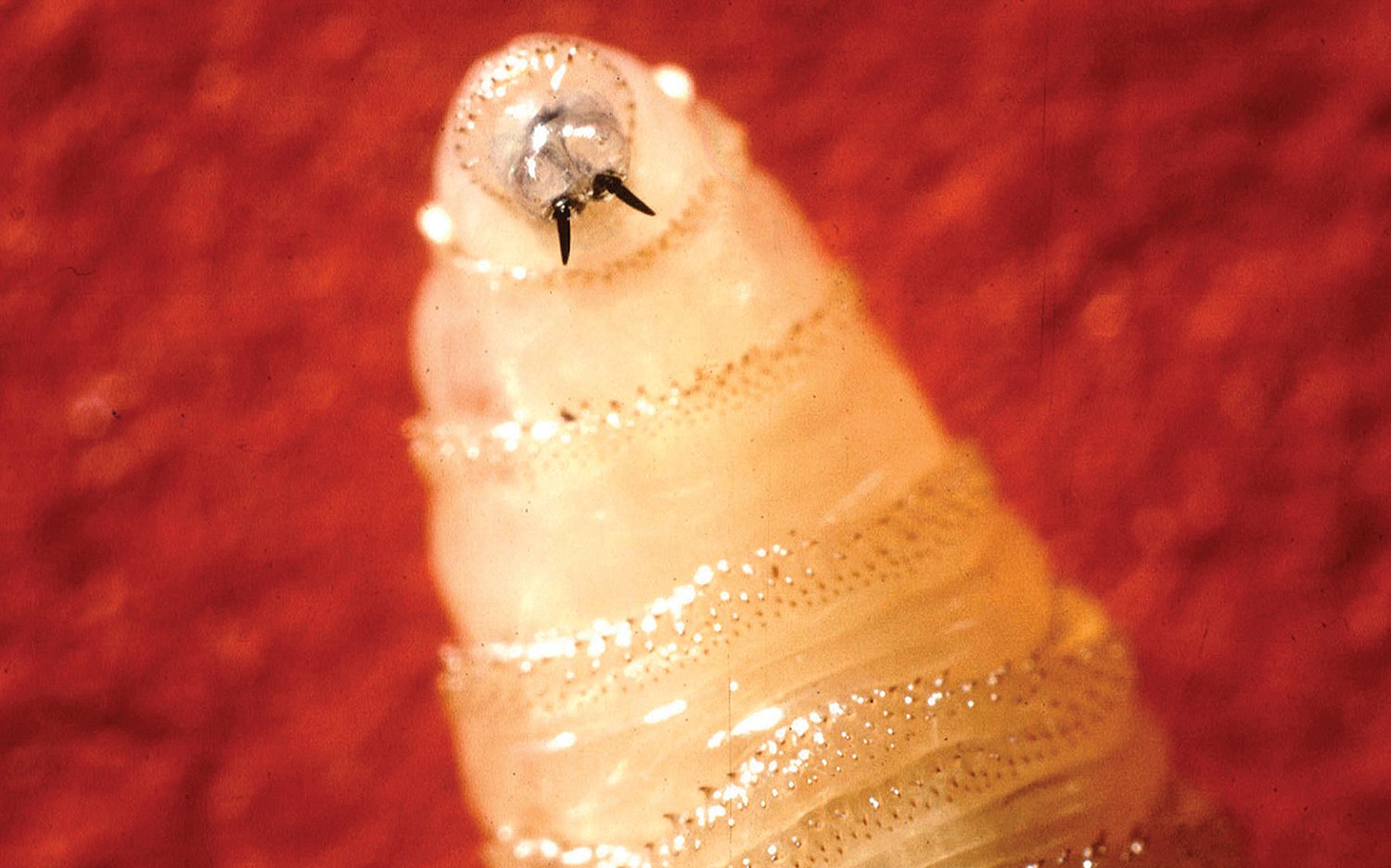 What is screwworm?