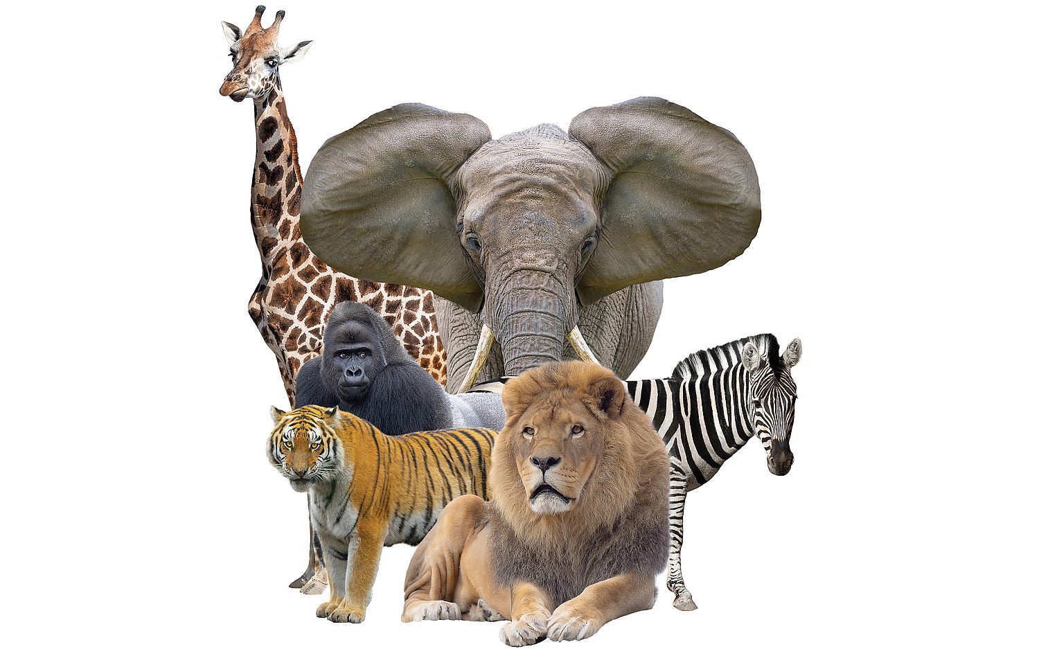Just another animal? | WORLD