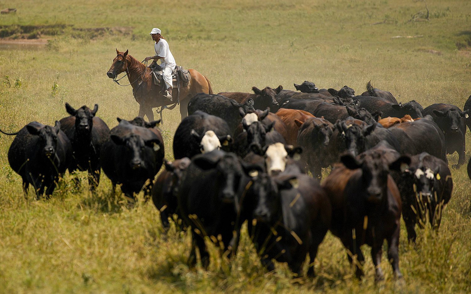 Trump administration considers Argentine beef imports as domestic prices rise