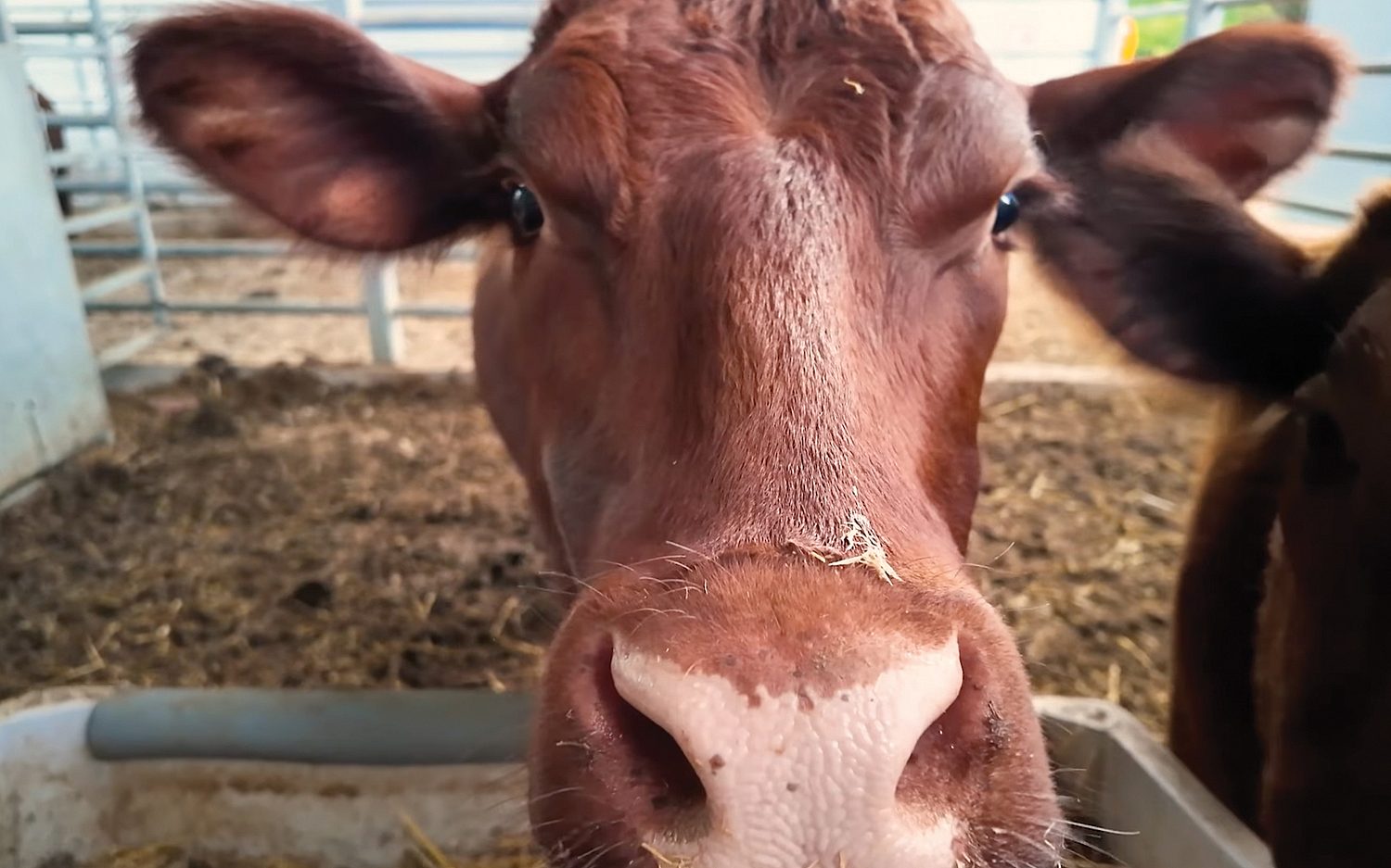 Return of the red heifer