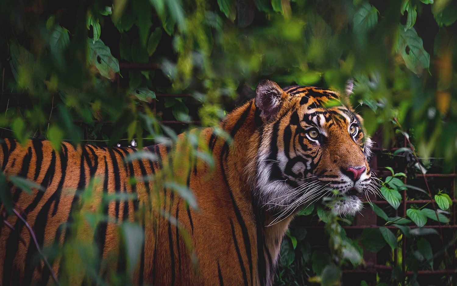 Danish zoo asks for pet donations to feed predators