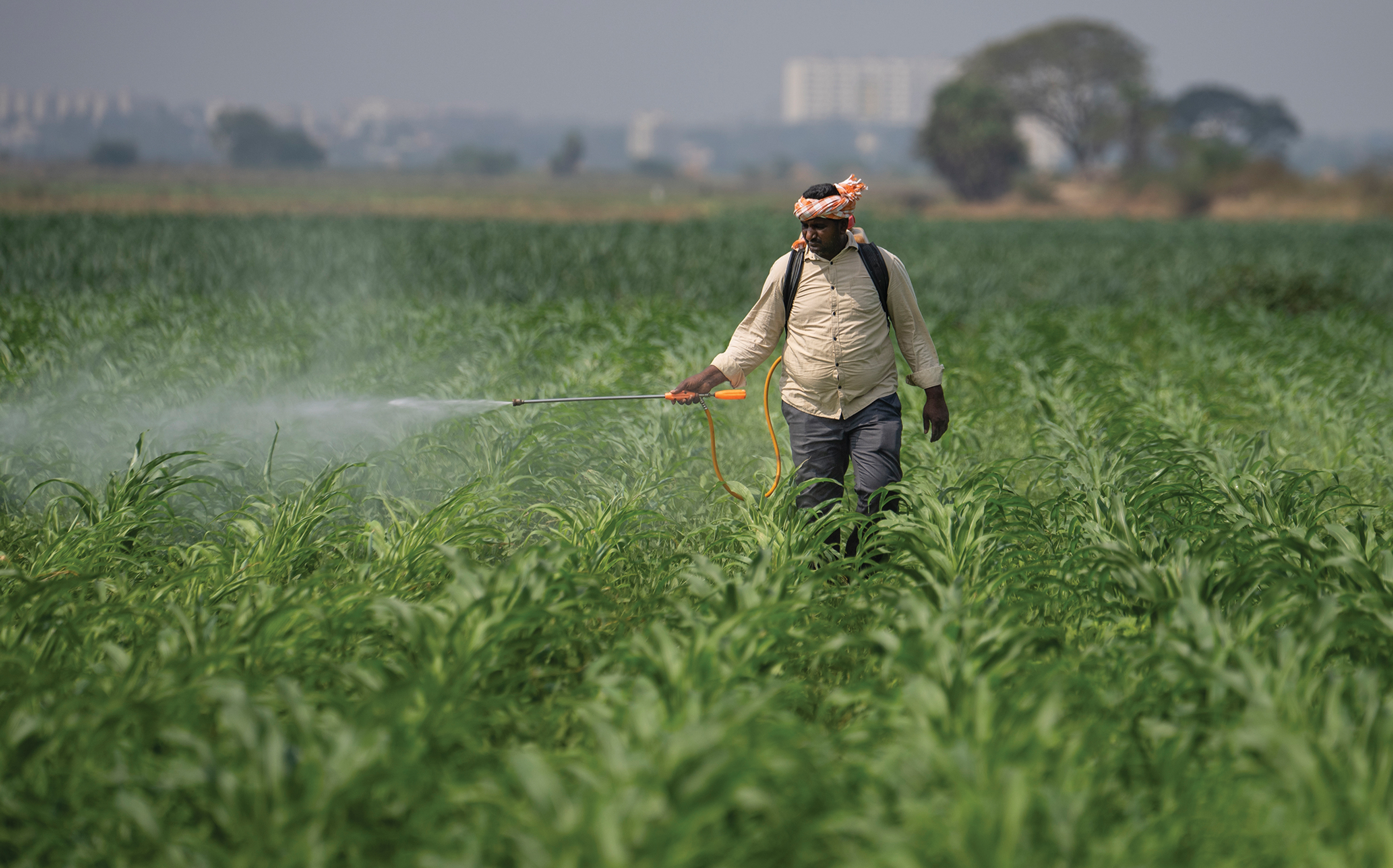 A farmer sprays natural pesticide on his farm in Pedavuppudu village in India’s Andhra Pradesh state.