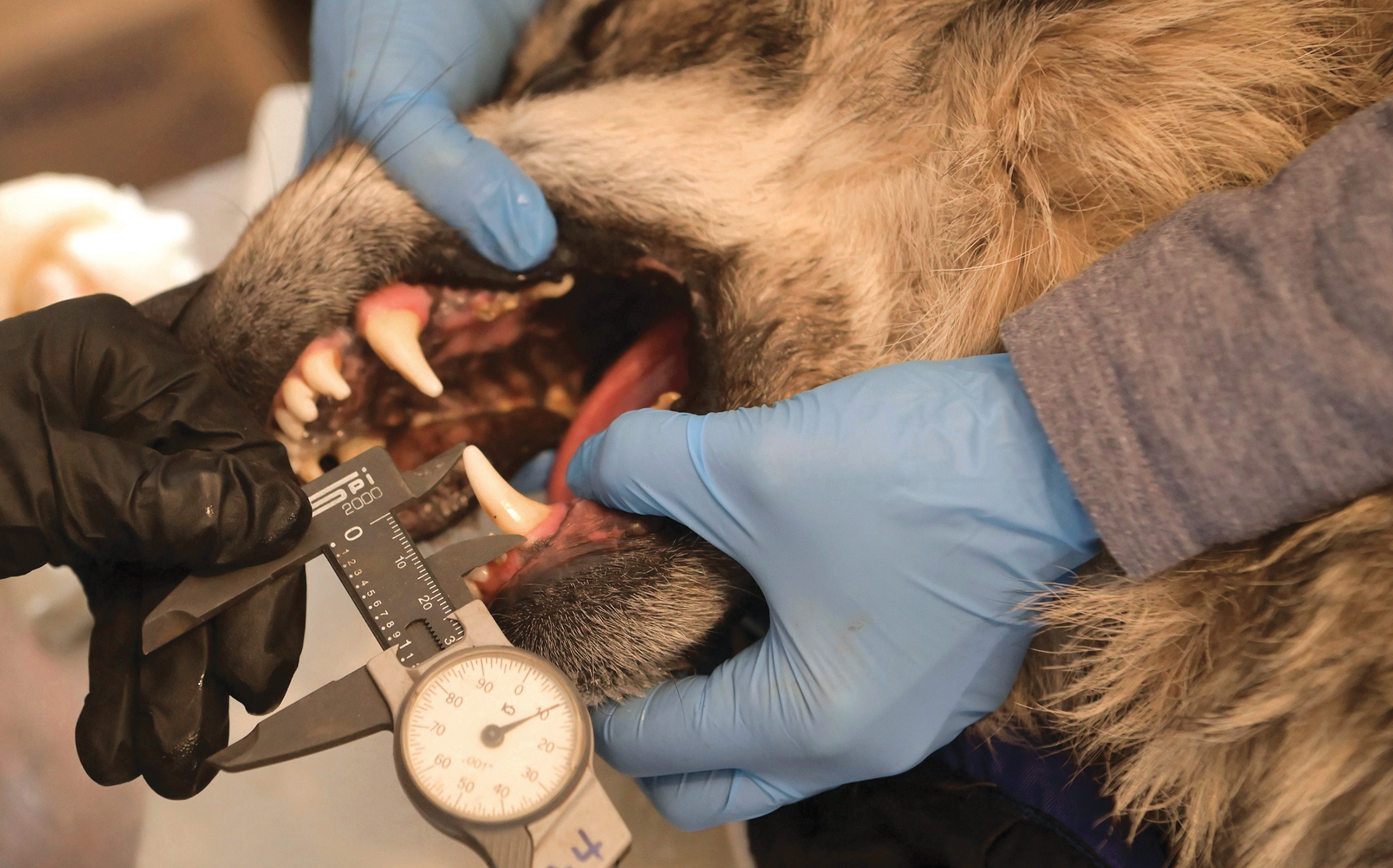 A member of the Mexican wolf recovery team measures the teeth of a wolf captured during an annual population survey.
